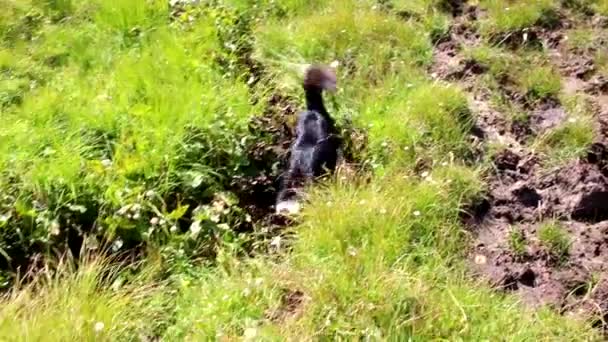 Σκύλος Διασκεδάζει Ένα Μικρό Creek — Αρχείο Βίντεο