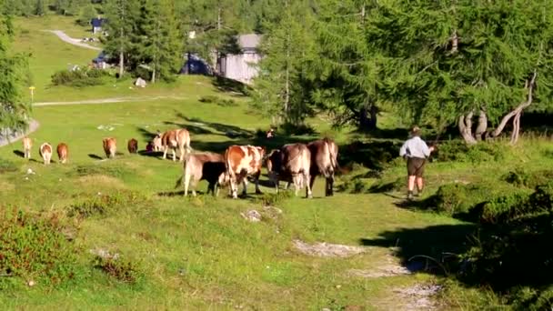 Молодий Пастир Приносить Корів Додому — стокове відео