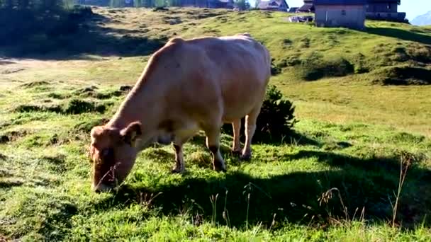 Vaca Prado Áustria Comendo Grama — Vídeo de Stock