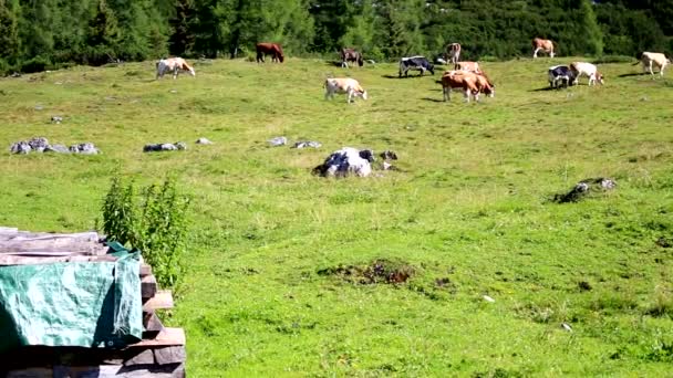 Avusturya Bir Çayırda Inekler — Stok video