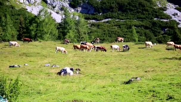 Kippschuss Von Kühen Und Einem Berg Österreich — Stockvideo