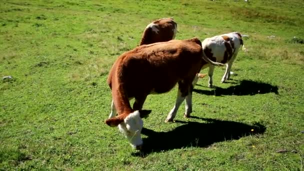 Vacas Prado Áustria — Vídeo de Stock