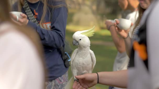Excited Sulphur Crested Cockatoo Playing Crowd People — Stock Video