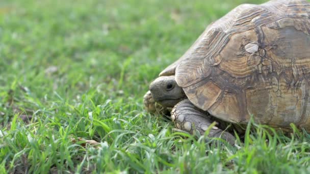 Черепаха Жует Траву — стоковое видео