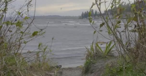 ビーチでの風の強い日に水の中でサーフィンKitesurfer — ストック動画