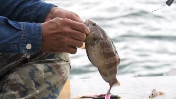 Garoupa Crua Foi Capturas Por Pescador — Vídeo de Stock