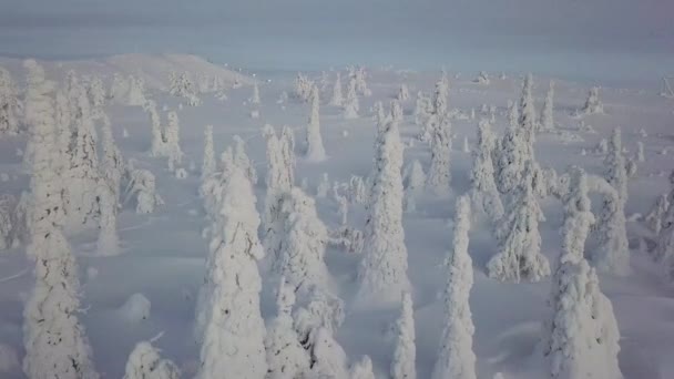 Mitten Winter Luftaufnahme Lappland Finnland Während Der Polarnacht — Stockvideo