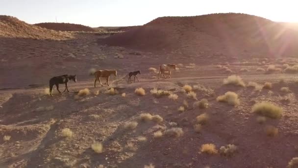 Panning Van Links Naar Rechts Dan Licht Top Van Wilde — Stockvideo