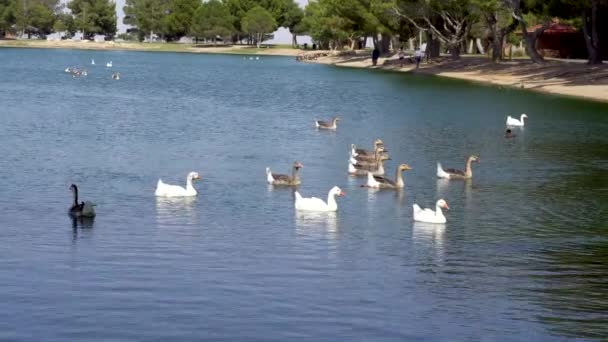 Geese Κολύμπι Μια Λίμνη Τους Ανθρώπους Στο Παρασκήνιο — Αρχείο Βίντεο
