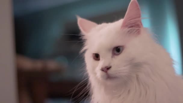 Witte Maincoon Met Verschillende Oogkleuren Blauw Goud — Stockvideo