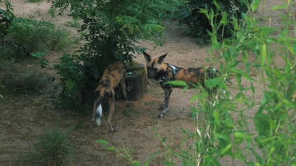Африканские Охотничьи Собаки Зоопарке — стоковое видео