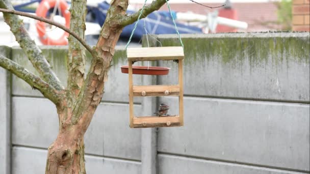 南非开普敦的花园鸟儿在城市地区的树上悬挂着鸟食 它们在鸟食中心内和周围觅食 — 图库视频影像