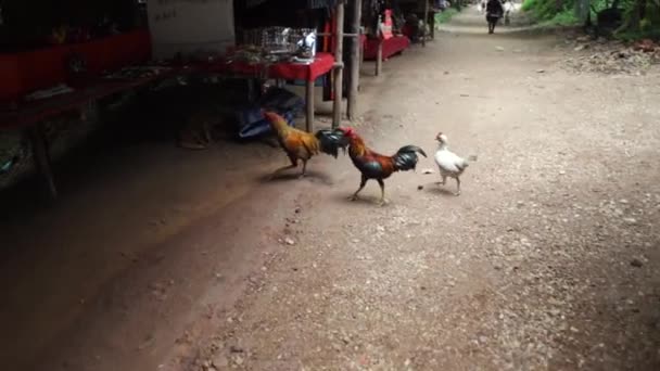 Galo Pego Aldeia Pescoço Longo Tailândia Pequena Comunidade Myanmar — Vídeo de Stock