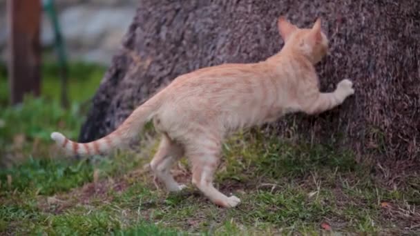 Ağacı Tırmalayan Kırmızı Kedi — Stok video