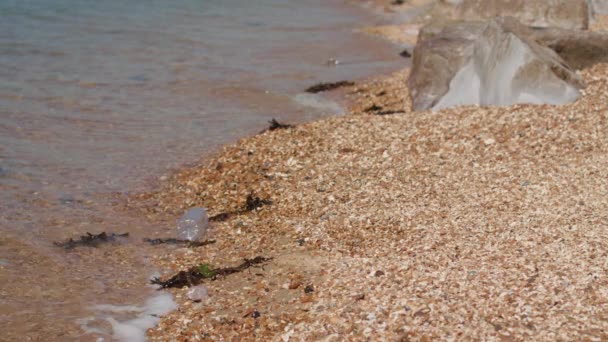 Młoda Kobieta Idzie Wzdłuż Plaży Podnosi Plastikową Butelkę Zwolnionym Tempie — Wideo stockowe