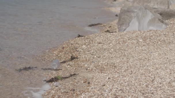 Giovane Donna Cammina Lungo Spiaggia Raccoglie Bottiglia Plastica Movimento Lento — Video Stock
