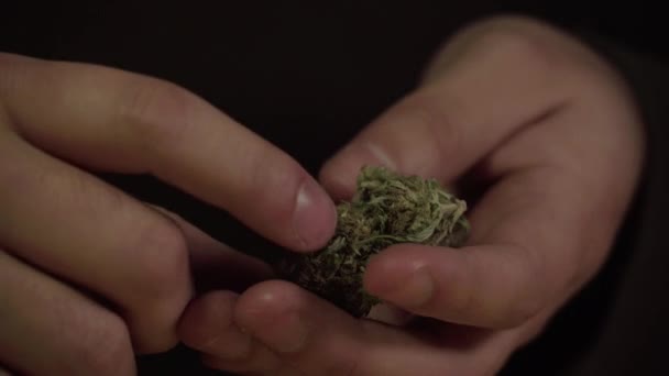Nahaufnahme Von Marihuana Das Händen Gehalten Und Ausgestellt Wird — Stockvideo
