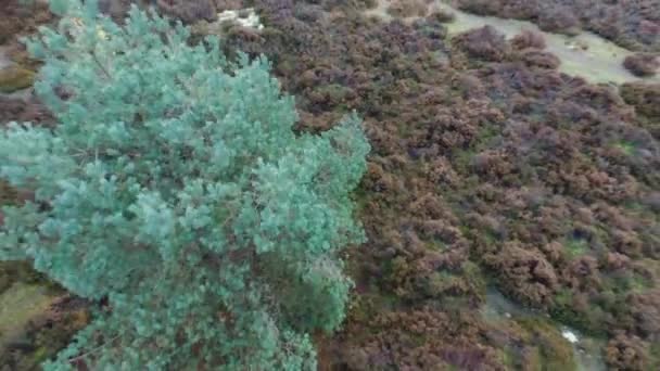 Aerea Del Paesaggio Albero Del Parco Nazionale Loonse Drunense Duinen — Video Stock