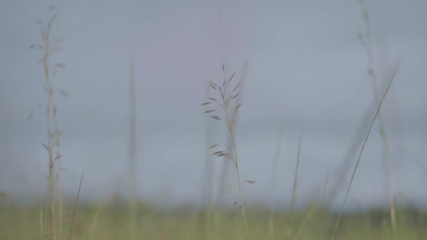 Rack Fokus Skott Gräs Blad Ett Gräsfält — Stockvideo