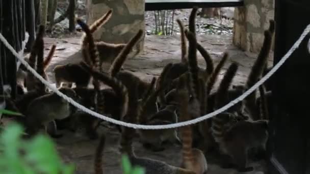 Meksika Tulum Daki Maya Harabelerinde Yemek Için Sabırsızlanan Koati — Stok video