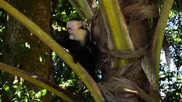Macaco Pequeno Comendo Comida Árvore — Vídeo de Stock