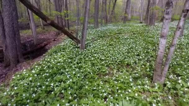 Campo Flores Primavera — Vídeo de stock