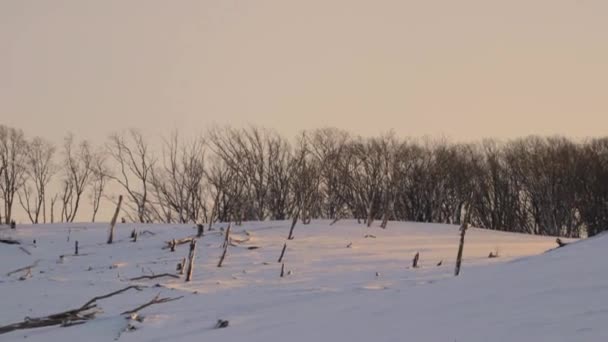 Διασχίζοντας Δέντρα Χιονισμένο Λόφο — Αρχείο Βίντεο