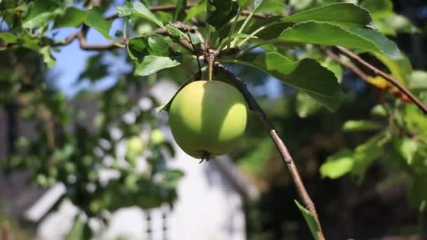 Grönt Äpple Hängande Från Ett Äppelträd Skuggan — Stockvideo