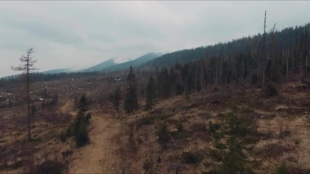 Vysočina Tatry Slovensko Suché Zelené Borovice Horami Pozadí Dron Shot — Stock video