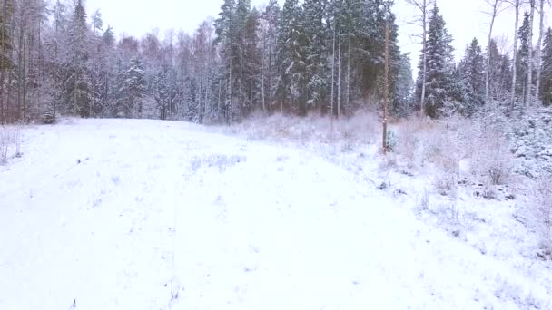 Девушка Скользит Санях Вниз Заснеженном Лесу — стоковое видео