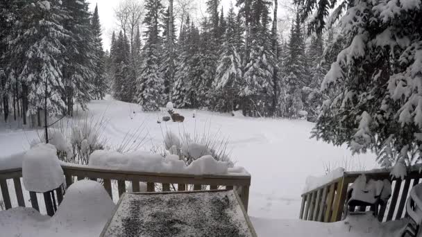 Jelen Jíst Ptačí Semínka Před Chatu Zimě Lac Bonnet Kanada — Stock video