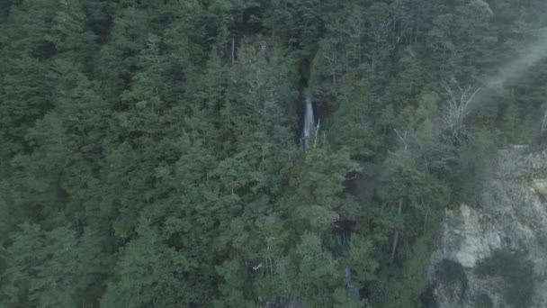 Oszałamiający Wodospad Nowej Zelandii Rodzimym Lesie Promieniami Słońca Świecącymi — Wideo stockowe
