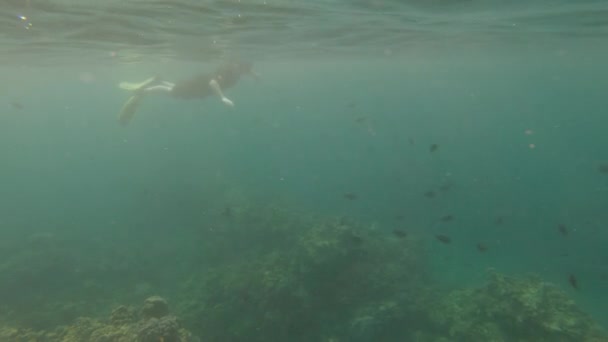 Egy Ember Lebeg Felszínen Miközben Búvárkodik Egy Korallzátony Felett Közelben — Stock videók
