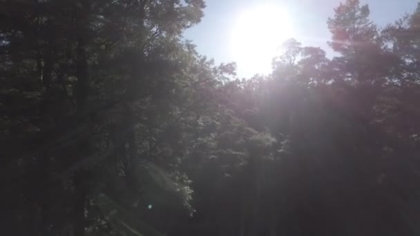 Sol Brillando Través Selva Nativa Nueva Zelanda Área Los Lagos — Vídeos de Stock