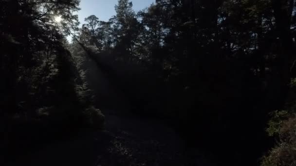 Sol Brillando Través Selva Nativa Nueva Zelanda Área Los Lagos — Vídeos de Stock