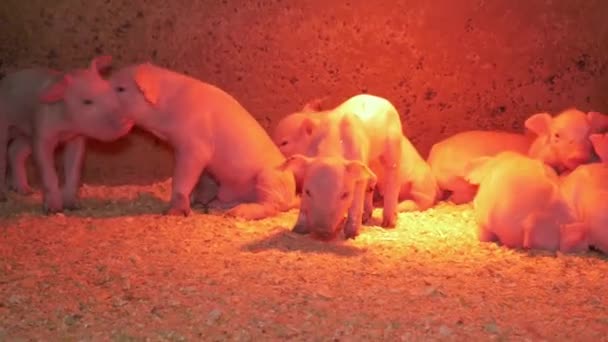 猪圈里的小猪 — 图库视频影像