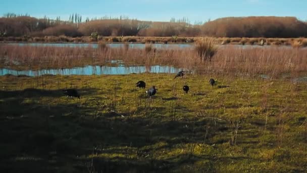 Pássaros Zonas Húmidas Dia Quente Verão Christchurch Nova Zelândia — Vídeo de Stock