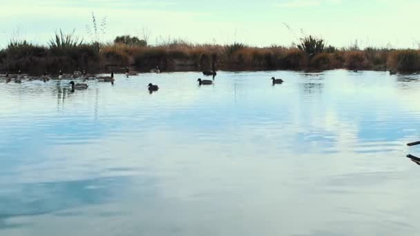 Sıcak Yaz Gününde Sulak Alanlarda Kuşlar Christchurch Yeni Zelanda — Stok video