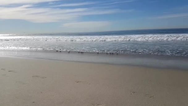Pássaros Bonitos Pequenos Praia Calma — Vídeo de Stock