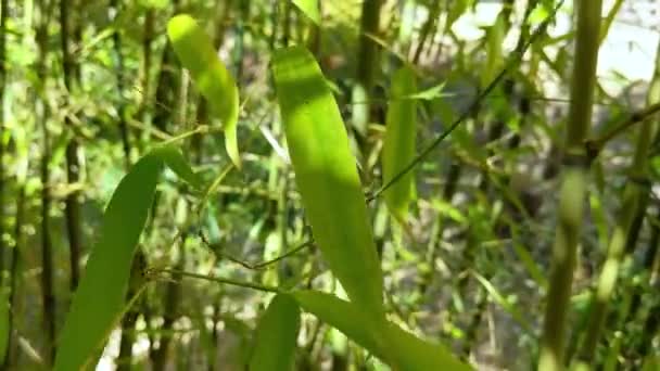 Forêt Bambous Ondulant Dans Vent — Video