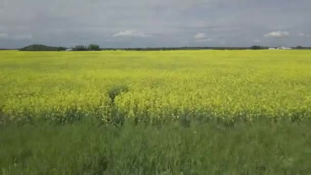Sobrevoo Drone Campo Canola Canadá Saskatchewan — Vídeo de Stock