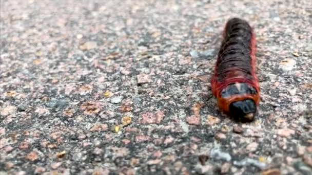 Asfalt Üzerinde Sürünen Kırmızı Siyah Bir Larvaya Yaklaş — Stok video