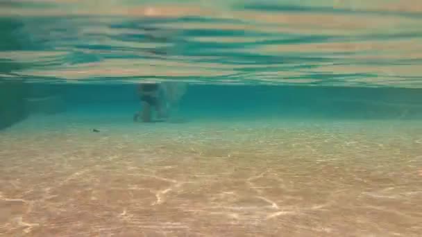 Havuzda Yüzen Köpek Köpeğin Altı Tavası Köpeğin Bacaklarının Altı Tavası — Stok video