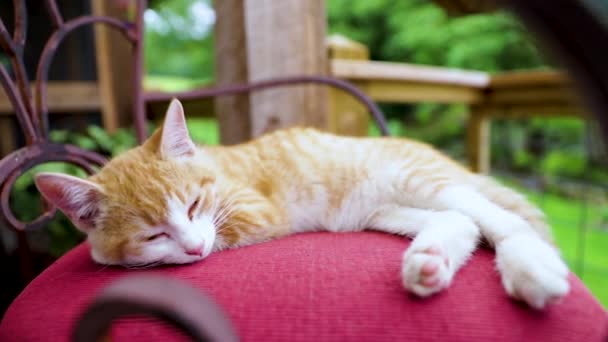 Een Prachtig Klein Katje Dat Zon Slaapt Een Rode Kussen — Stockvideo