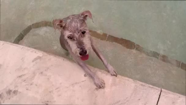 在游泳池里的湿狗 站在游泳池边 小施农策人 白施农策人 小白狗 站在水里的小白狗 站在游泳池里 — 图库视频影像