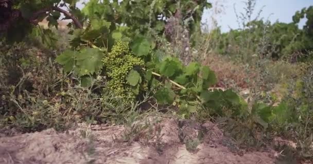 Câmera Movendo Através Uma Vinha Perto Das Videiras Baixo Ângulo — Vídeo de Stock