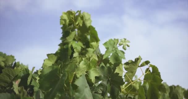Druiven Een Wijngaard Bewegend Met Wind Langzame Beweging — Stockvideo