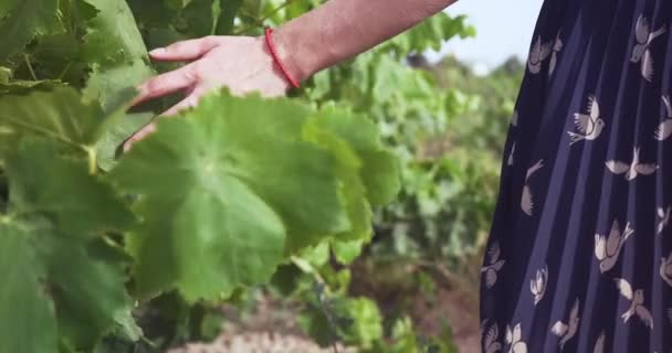 Žena Vinici Hrající Vinicemi Kamera Blízko Rostlin Zpomalený Pohyb — Stock video