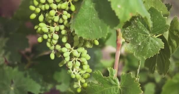 Sluiten Van Een Aantal Wijnstokken Met Druiven Handheld Langzame Beweging — Stockvideo