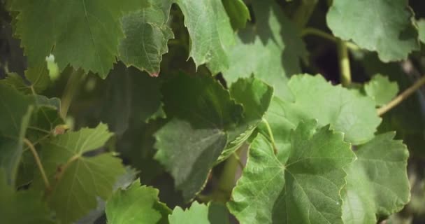 Grapevines Close Camera Beweegt Omhoog Langzame Beweging — Stockvideo